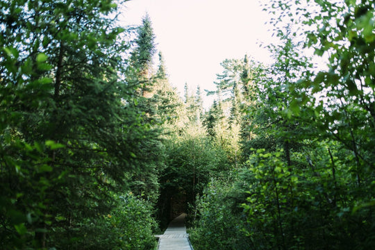 Boardwalk through a forest with lush green trees.