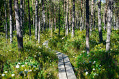 Spring forest trail