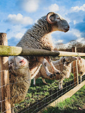 Rams behind a fence.