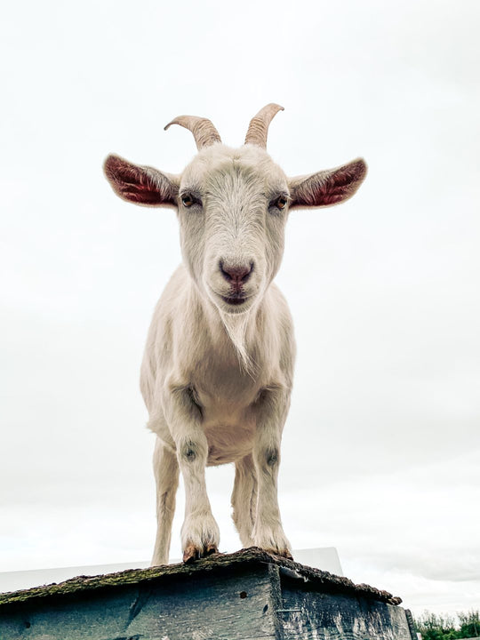 White goat.