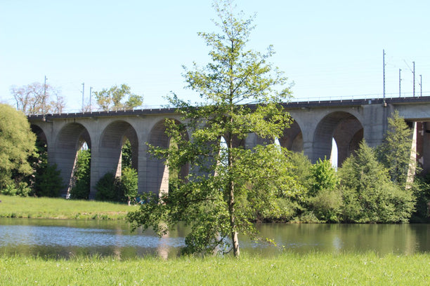 Tree with a bridge behind it.